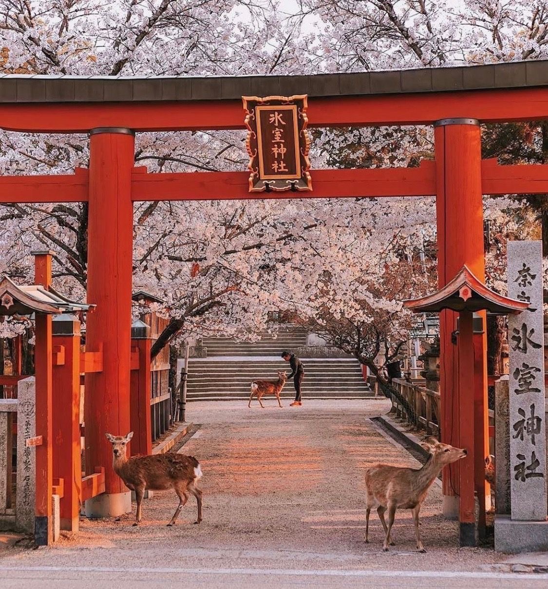 Red torii gates beneath cherry blossom