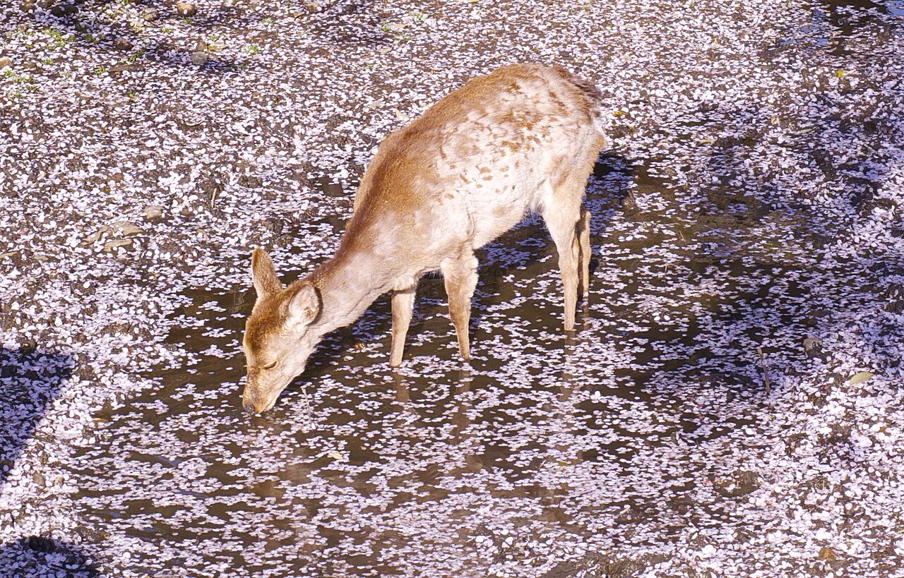 A sika deer drinking from a puddle covered in cherry blossom petals in Nara Park
