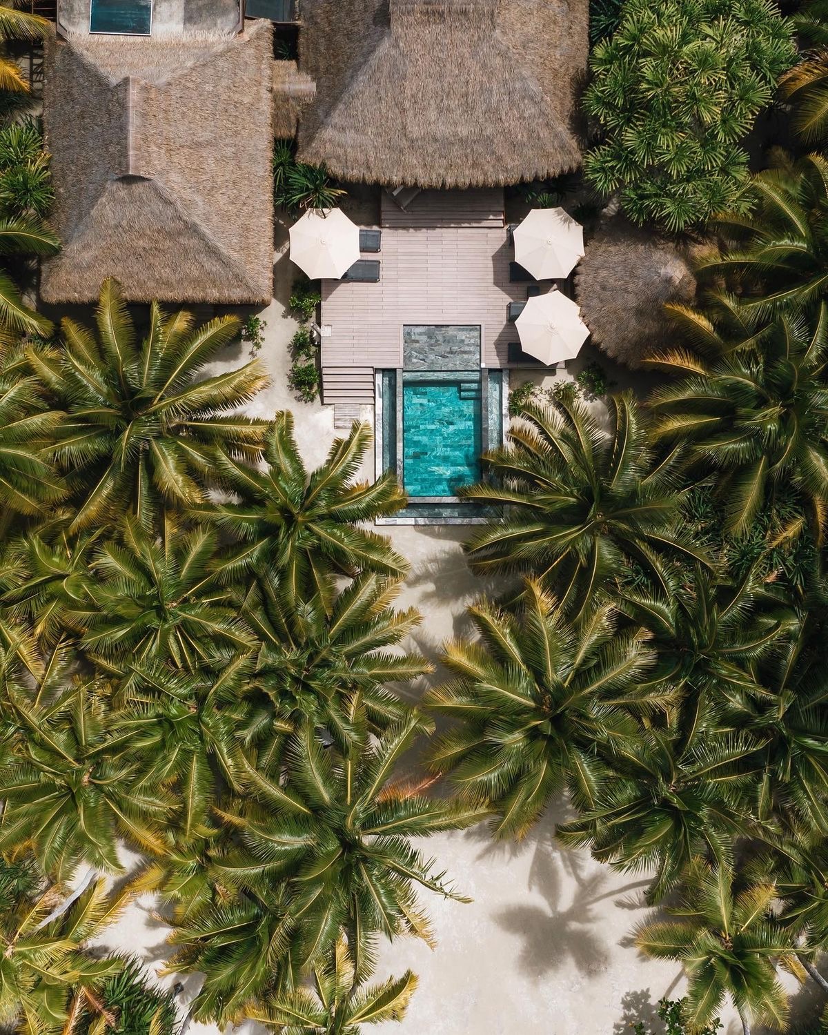 Palm-fringed beach