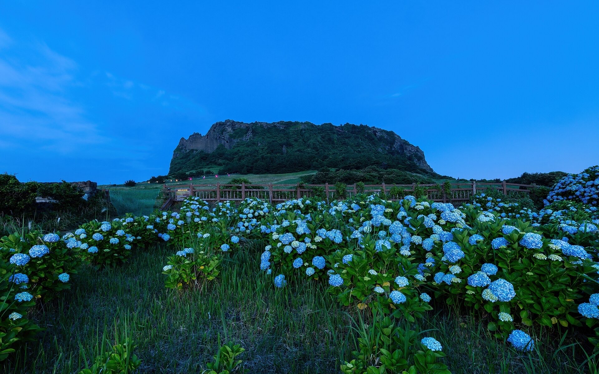 Seongsan Ilchulbong crater above hydrangeas at dawn